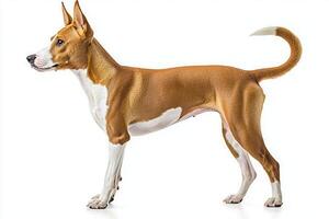 This elegant Basenji stands tall, showcasing its short, smooth coat and characteristic curled tail. The dog appears alert and poised, exuding a unique charm in its stance. photo