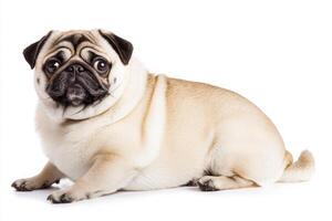 A charming pug, characterized by its endearing wrinkled face and curled tail, rests comfortably against a pristine white background, capturing a peaceful and playful demeanor. photo