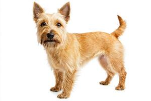This delightful Scottish Terrier stands proudly, highlighting its short legs and textured fur. The dog exudes a lively personality with a curious gaze, perfect for any dog lover's collection. photo