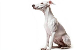A whippet displays its sleek body and calm expression while seated against a minimalist white background, showcasing its graceful stance and gentle nature. photo