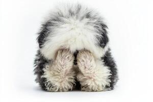 An adorable Old English Sheepdog sits quietly, its long, fluffy coat obscuring its eyes. This charming canine exudes a playful spirit while nestled on a bright white background. photo