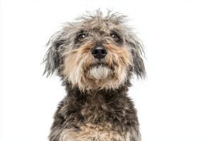 This charming Old English Sheepdog captures attention with its fluffy coat shielding its eyes, exuding an air of serenity in a minimalist setting. photo