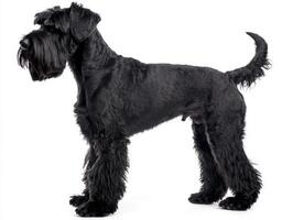 The impressive Black Russian Terrier stands confidently, displaying its muscular build and luxurious coat, embodying strength and elegance in a serene setting. photo