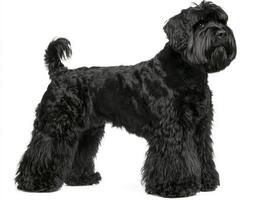 This majestic Black Russian Terrier stands proudly, its dense black fur shining against a soft white background, highlighting its impressive and robust figure. photo