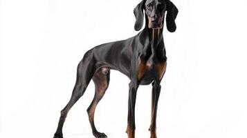 A stunning Greek Harehound stands tall, showcasing its athletic physique and distinctive short coat. The dog's posture conveys elegance and nobility, set against a clean white backdrop. photo