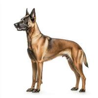 Belgian Malinois exudes confidence and strength, standing tall with its alert expression and sleek, muscular physique. isolated on white background. photo