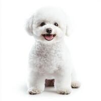 charming Bichon Frise sits proudly, showcasing its soft, white fur and cheerful demeanor. Its bright eyes and playful expression add to the delightful vibe. photo