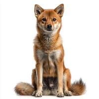 delightful Shiba Inu sits proudly, flaunting its striking fox-like face and fluffy curled tail, perfectly contrasted against a clean white background. photo