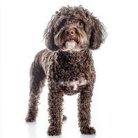 striking Spanish Water Dog stands confidently against a pristine white background, flaunting its unique, curly coat that showcases its water-resistant nature beautifully. photo