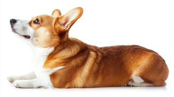 charming Pembroke Welsh Corgi showcases its adorable features, with alert ears and short legs, embodying a spirited yet calm demeanor in a serene setting. photo