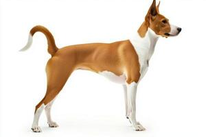 This elegant Basenji stands tall on a clean white background, exhibiting its beautiful short coat and iconic curled tail, embodying grace and spirit. photo