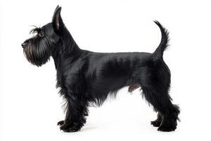 With its characteristic short legs and wiry black coat, this Scottish Terrier exudes charm and confidence, embodying the essence of this spirited breed in a striking pose. photo