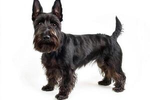delightful Scottish Terrier stands proudly, its short legs and wiry fur highlighted against a bright white backdrop, displaying its unique charm and personality. photo