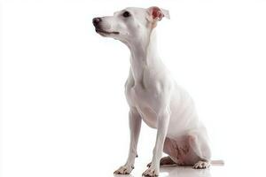 Whippet showcases its slim, muscular build and gentle demeanor while sitting beautifully against a white backdrop, capturing the essence of elegance and grace. photo