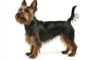 Australian Terrier stands tall on short legs, showcasing its distinct wiry coat and alert expression against a clean white backdrop, embodying the breed's lively nature. photo