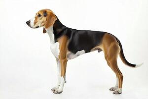 English Foxhound stands proudly, displaying its lean physique and distinctive short coat. This breed is known for its agility and keen scenting abilities, making it a renowned hunting companion. photo
