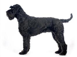 striking Black Russian Terrier stands tall, showcasing its thick black fur and formidable stature. This breed exudes strength and elegance, perfect for any canine enthusiast. photo