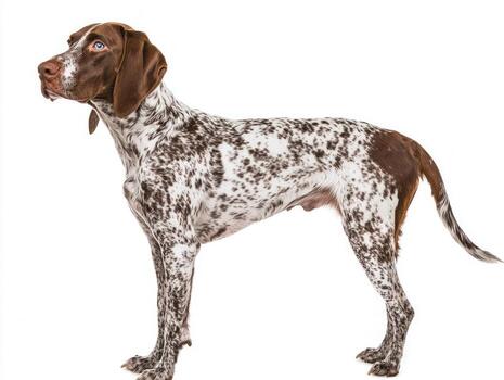 elegant Grand Bleu de Gascogne showcases its tall frame and distinctively long ears, exuding grace and charm in a minimalist setting. photo