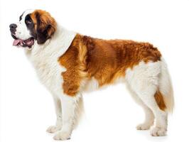 magnificent St. Bernard stands proudly, displaying its massive frame and fluffy coat against a pristine white backdrop. Its gentle expression reveals a friendly nature and regal presence. photo
