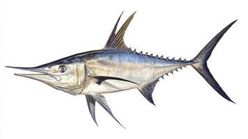 visual representation features a swordfish known scientifically as Xiphias gladius highlighting its unique anatomical attributes and streamlined body against a stark white backdrop. photo