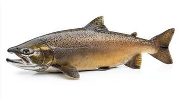 specimen of Chinook Salmon displays its vibrant scales and prominent fins highlighting the species distinctive physical features for educational and identification purposes. photo