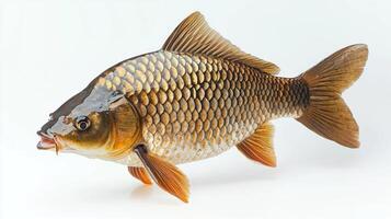 Carp a member of the Cyprinidae family displays its colorful scales and unique features emphasizing its significance in aquaculture and freshwater ecosystems. photo