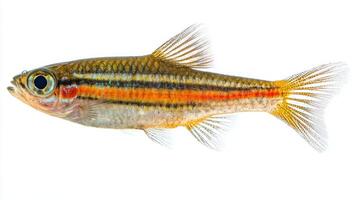 Giant Danio swims gracefully displaying its striking colors and intricate fin structures. The fish is isolated against a white background highlighting its beauty. photo