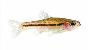 vibrant Giant Danio Devario aequipinnatus displays its striking colors and intricate patterns highlighting its beauty in a natural aquatic habitat. photo