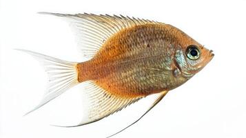 Kissing Gourami displays its characteristic form and vibrant hues highlighting its unique features in a stunning isolated presentation. This fish is commonly kept in aquariums. photo