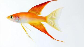 Swordtail Fish displays its striking colors and elongated fins swimming gracefully against a stark white backdrop highlighting its natural beauty. photo