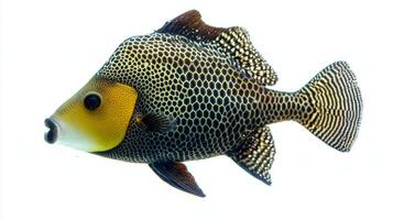 composition showcases a Triggerfish from the Balistidae family highlighting its intricate patterns and vibrant colors against a clean white backdrop. photo