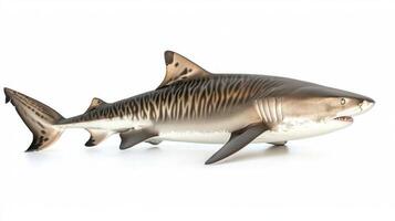 capture displays a Tiger Shark with intricate markings highlighting its robust body and sharp teeth. The shark appears lifelike and detailed emphasizing its natural beauty. photo