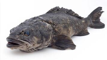 Atlantic Wolffish featuring distinctive shape and texture rests on a white surface revealing its robust body and unique coloration in high resolution. photo