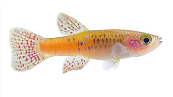 Lyretail Killifish displays striking colors and distinctive fins highlighting its beauty as it swims in its natural habitat. This freshwater species is often found in West Africa. photo