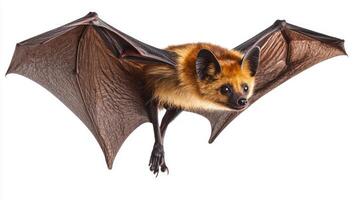 Siamese Flying Fox with large stretched wings is gracefully captured mid flight showcasing its distinctive fur and features against a clean white backdrop. photo