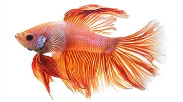 Siamese Fighting Fish displays a vivid orange and red coloration with long flowing fins elegantly extended against a clean white background illustrating its beauty and grace. photo