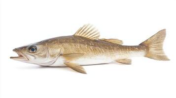 fresh Hake fish is displayed prominently on a white background highlighting its smooth skin fins and distinctive features perfect for seafood visuals. photo