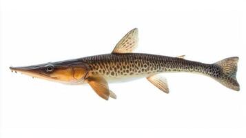 Longnose Gar known for its elongated snout and spotted body floats gracefully against a white backdrop highlighting its distinct scales and fin structure. photo