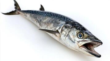 shot features a King Mackerel resting on a white background highlighting its elongated body and distinctive markings. The fish exemplifies a key species found in Atlantic waters. photo