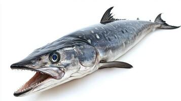 striking King Mackerel known for its sleek body and sharp teeth is isolated on a white background emphasizing its unique patterns and coloring. photo