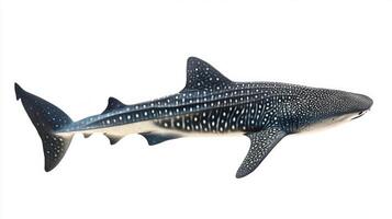 Whale Shark glides gracefully through the water showcasing its impressive size and unique spot patterns. The contrasting white background emphasizes its features. photo