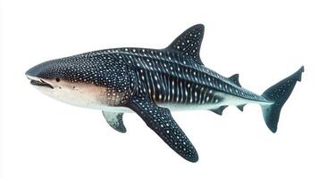 striking representation showcases a whale shark gliding through water emphasizing its unique markings and large size in an unobstructed environment. photo