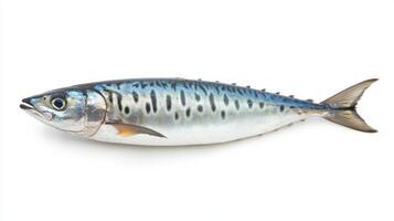 Atlantic mackerel known for its vibrant blue and silver coloration lies on a white surface displaying its sleek and elongated shape typical of oceanic fish found in cooler waters. photo