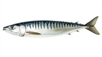 Atlantic mackerel displays its shiny scales and unique striping pattern against a plain white backdrop highlighting the fishs streamlined form and vibrant colors. photo