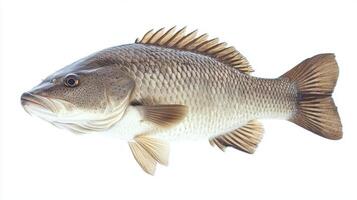 Barramundi a species known for its culinary appeal is displayed against a white background highlighting its scale patterns and body structure. photo