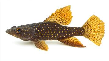 Bristlenose Pleco glides smoothly in its environment showcasing its unique body shape and beautiful coloration of dark and golden hues against a pure white backdrop. photo