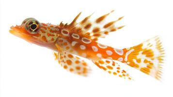 vibrant Dragonet Fish Callionymidae displays its stunning colors and intricate patterns against a pure white backdrop highlighting its unique features and beauty. photo