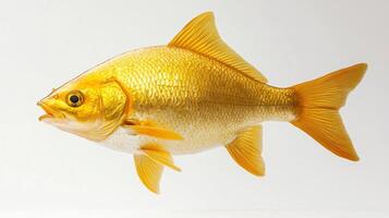 Golden Dorado a striking fish known for its golden hue is positioned against a white backdrop highlighting its unique shape and details perfect for educational or production purposes. photo