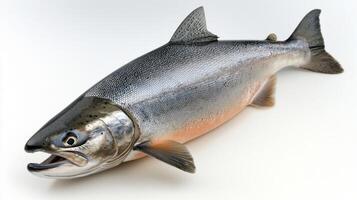 Atlantic Salmon showcases its striking colors and intricate features emphasizing its significance in fish breeding and aquaculture production. photo