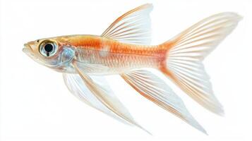 flying fish displays its elegant fins and streamlined body perfectly adapted for gliding above water highlighting its remarkable aquatic abilities. photo